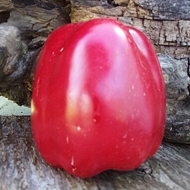 Азиатский гигант красный